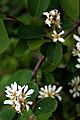 Blutrote Felsenbirne (Amelanchier sanguinea) 5868