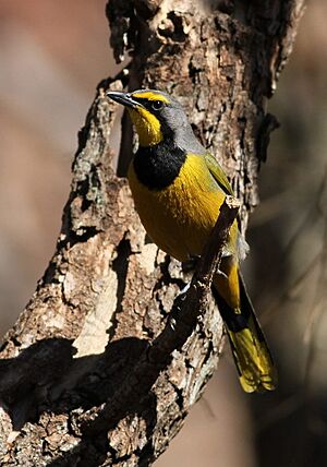 Bokmakierie, Telophorus zeylonus, at Walter Sisulu National Botanical Garden, South Africa (14511575139).jpg