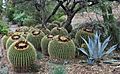 Boyce Thompson Arboretum, Cactus Garden