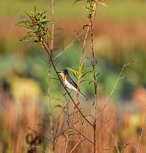 Broad Billed Flycatcher