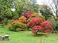 Bryngarw Country Park, Japanese garden autmn maple
