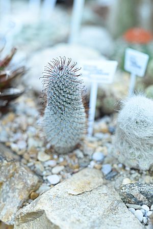 Cactaceaeː Mammillaria perezdelarosae.jpg