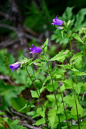 Campanula trachelium ENBLA11