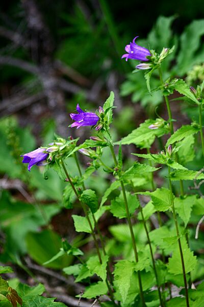 Campanula trachelium ENBLA11