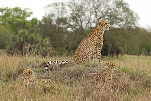 Cheetah (Acinonyx jubatus) female 2 cubs