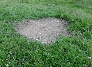 Chillingham Wild Cattle - scrape made by bulls engaging in dominance displays