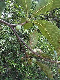 Chiuri Fruit