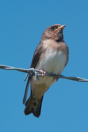 Cliff swallow 7427