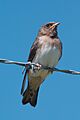 Cliff swallow 7427