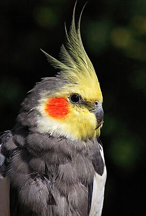 Cockatiel (Nymphicus hollandicus)