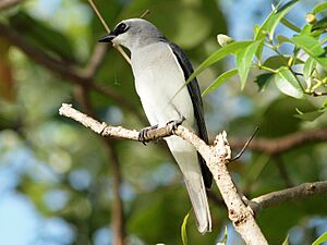 Coracina papuensis -Queensland, Australia-8.jpg