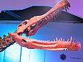 Cráneo de Deinosuchus Riograndensis
