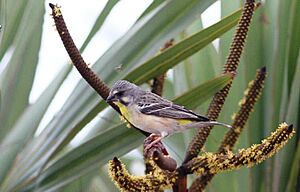 Crithagra citrinipectus, Ponto da Barra, Birding Weto, a