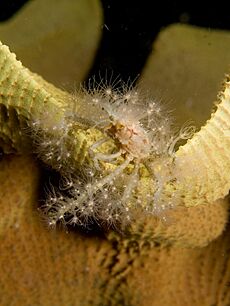 Decorator crab covered in anemones on Ianthella basta (Elephant ear sponge)