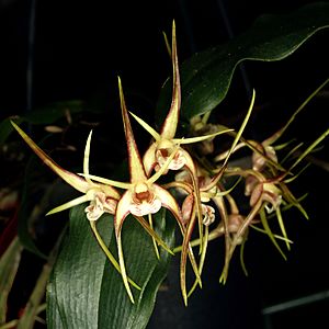 Dendrobium tetragonum Orchi 030.jpg