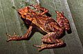 Dendrophryniscus berthalutzae01