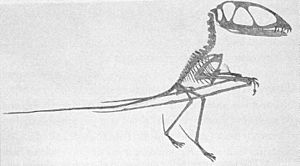 Dimorphodon reconstruction Seeley 1901