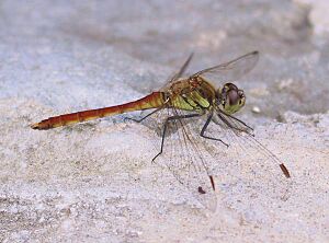 Dragonfly