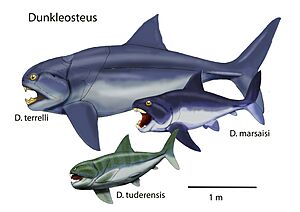 Dunkleosteus spp