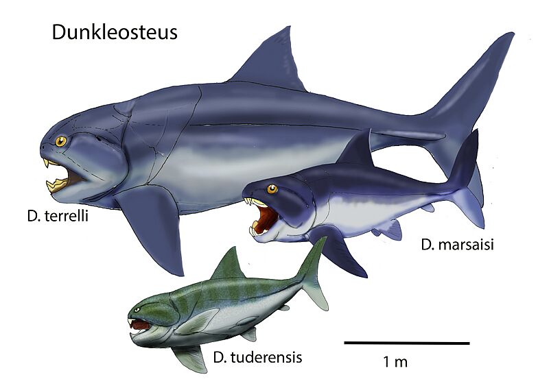 Dunkleosteus spp