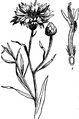 EB 1911 Flowering shoot of Cornflower