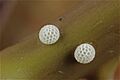 Eggs of Cheritra freja Fabricius, 1793 – Common Imperial WLB P2A0824