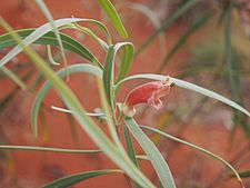 Eremophila longifolia flowerii