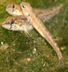 Etheostoma exile.png