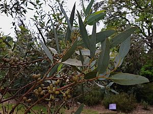 EucalyptusCyanophylla BotGartenMelbourne-20171124-1b.jpg