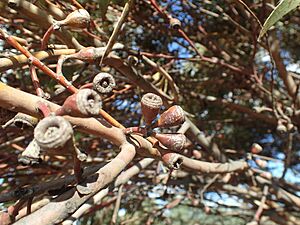 Eucalyptus diminuta fruit
