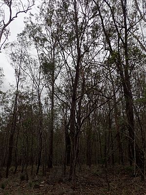 Eucalyptus helidonica.jpg