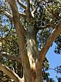 Eucalyptus propinqua - upper branch bark