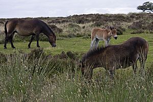 Exmoor ponies1