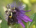 Female valley carpenter bee Xylocopa varipuncta on passionflower