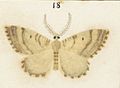 Fig 18 MA I437613 TePapa Plate-XIV-The-butterflies full (cropped)