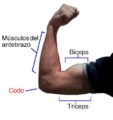 Flexión del brazo