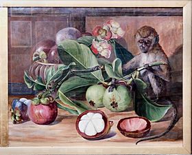 Flowers and fruit of the mangosteen, and Singapore monkey, by Marianne North