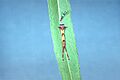 Furcula occidentalis