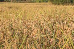 Golden rice field in Prey Veng Province