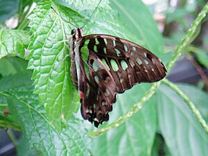 Graphium Agamemnon 041
