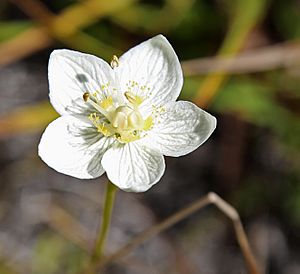 Grass-of-Parnassus Parnassia californica flower detail