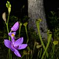 Grass-pink Orchid (Calopogon sp. (oklahomensis or tuberosus)), photographed on 1 May 2020, Tyler County, Texas, USA, by William L. Farr