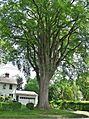 Grayson Elm Tree in Amherst, MA - August 2017