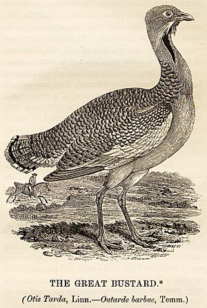Great Bustard woodcut in Bewick British Birds 1797