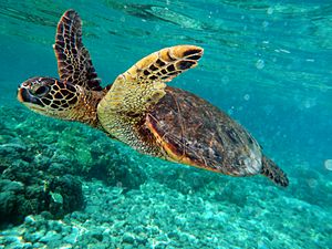 Green turtle swimming in Kona May 2010