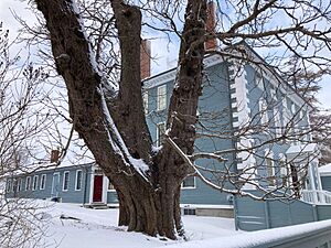 Horse Chestnut Tree at Moffatt-Ladd House, Portsmouth, NH (February 2025)