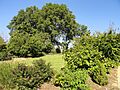 J. C. Raulston Arboretum - DSC06146