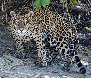 Jaguar in Pantanal Brazil 1 (cropped)