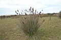Juncus acutus 4