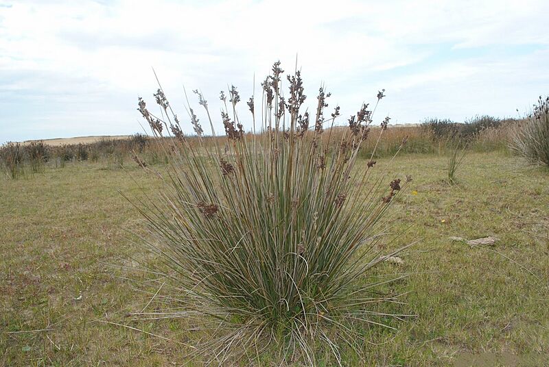 Juncus acutus 4